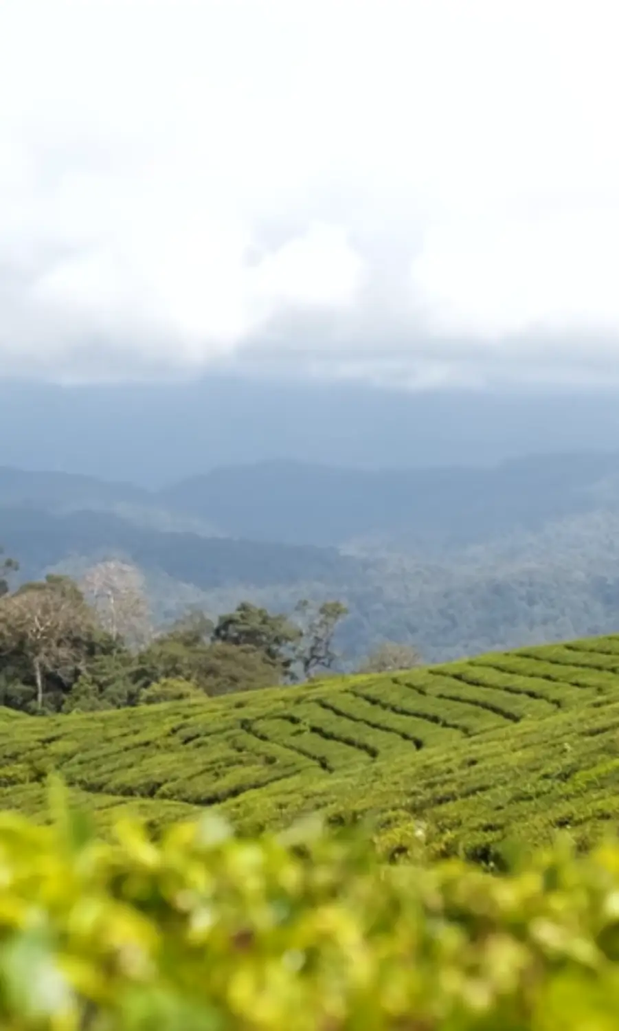 Valparai